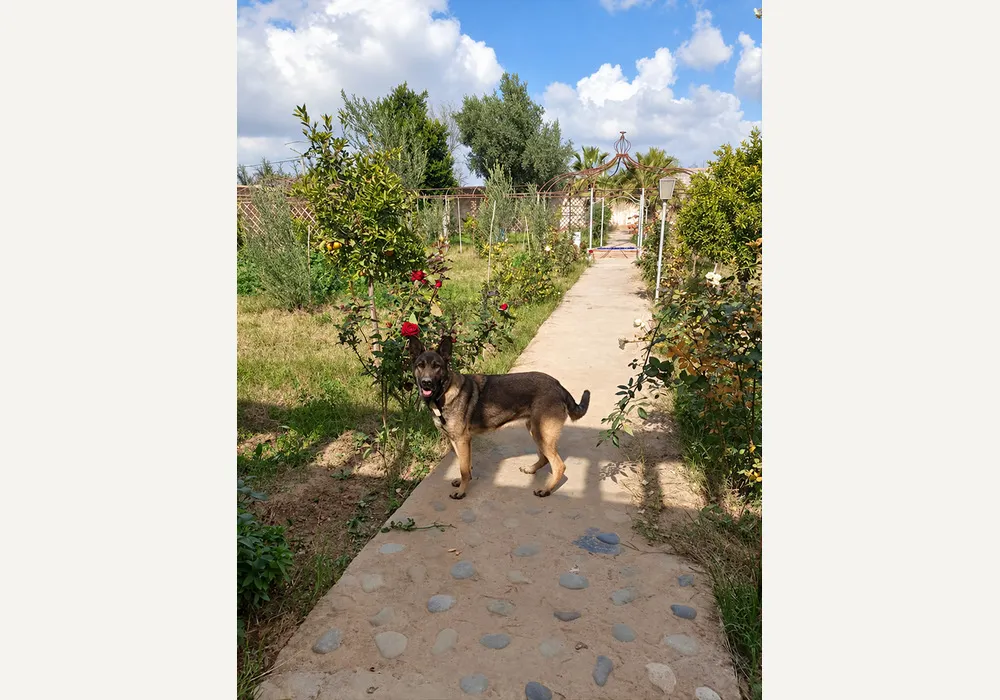 à vendre Riad avec beau jardin — photo 15 — réf. V2544EE