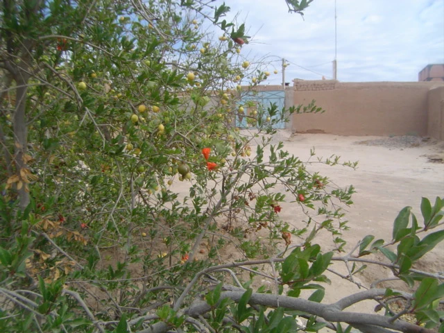 Riad Taroudant — Réf. R13021 — photo 11 — réf. R13021