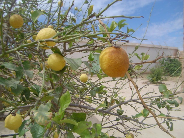 Riad Taroudant — Réf. R13021 — photo 10 — réf. R13021