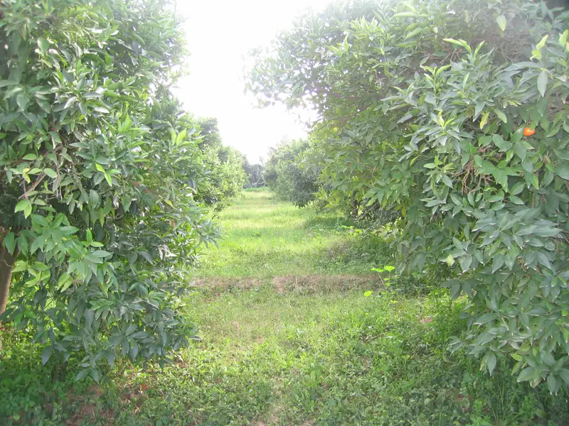 Ferme a vendre a taroudant maroc — photo 1 — réf. F13728
