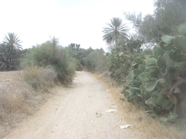 Vente Terrain Taroudant — Réf. T13908 — photo 5 — réf. T13908