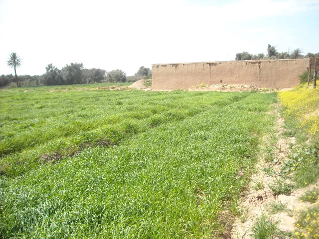 Terrain à vendre à Taroudant maroc — Réf. T14188 — photo 1 — réf. T14188