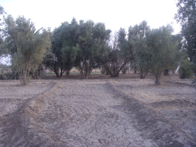 Terrain à vendre à Taroudant maroc — Réf. T14217 — photo 1 — réf. T14217