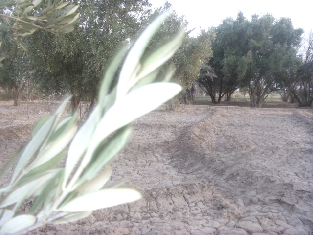 Terrain à vendre à Taroudant maroc — Réf. T14217 — photo 4 — réf. T14217