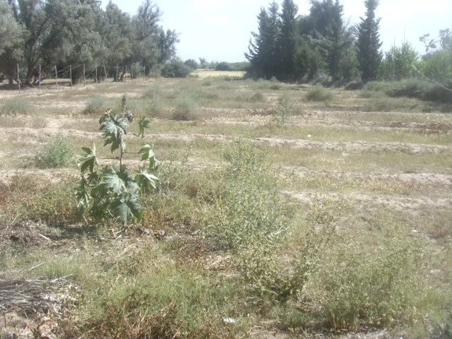 Vente Terrain Taroudant — Réf. T13819 — photo 1 — réf. T13819